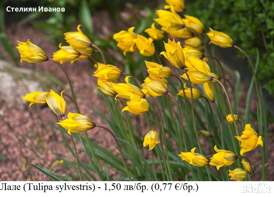 Лале (Tulipa sylvestris) - луковици, снимка 1