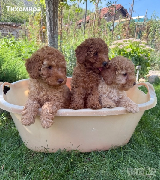 Пудел Той/ Poodle Toy, снимка 1