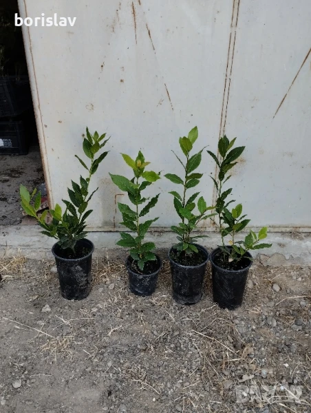 Промоция на дафинов лист - лаврово дърво, снимка 1