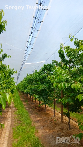 Агрономически консултации - овощни,зеленчукови и полски култури, снимка 1