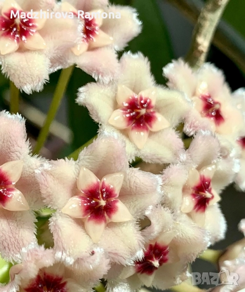 Hoya Carnosa nova ghost , снимка 1
