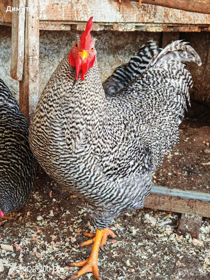 Разплодни яйца от Амрок, снимка 1