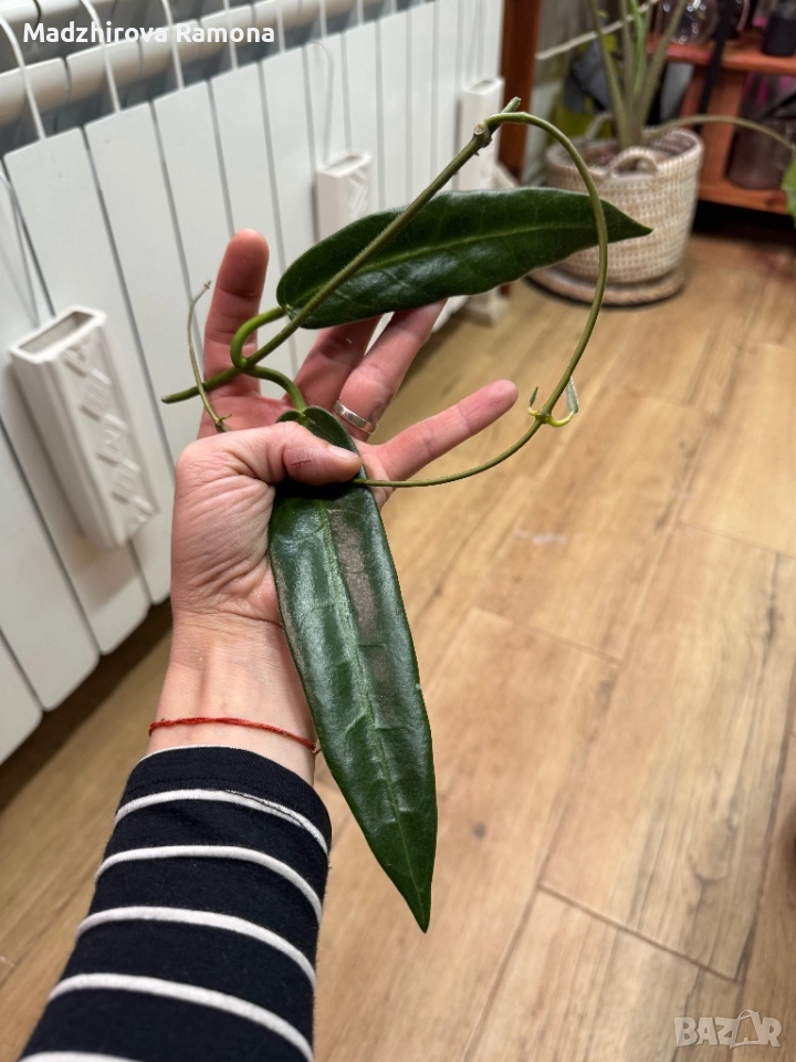 Hoya Stenakei full dark , снимка 1