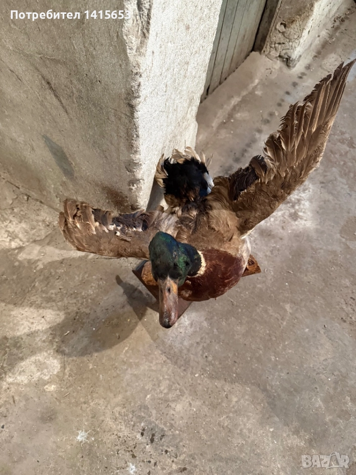 Продавам зеленоглава патица, снимка 1