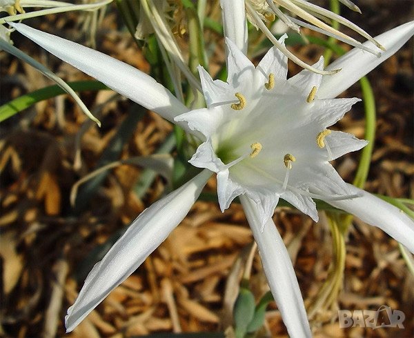 семена на пясъчна лилия , снимка 1