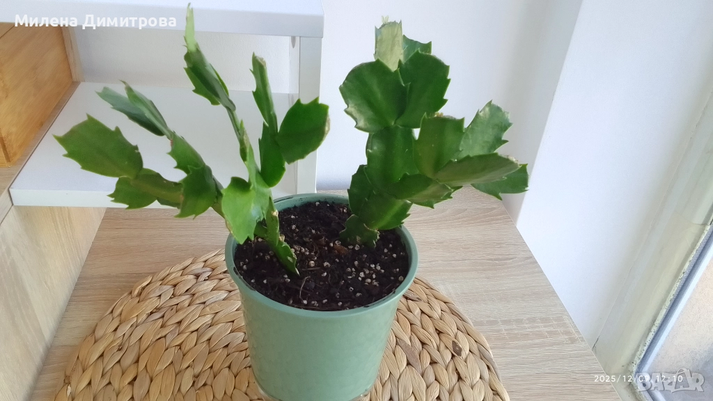 Шлумбергера ( Коледниче) цикламен, снимка 1