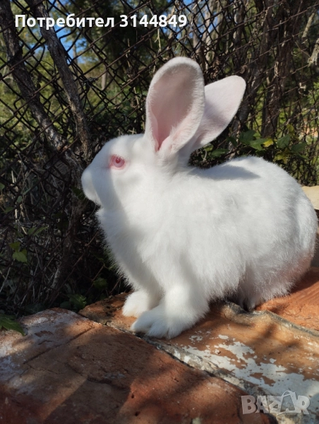 Зайци , снимка 1