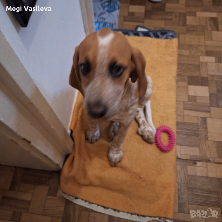 Продавам ловджиско куче порода руска пегмея, снимка 1