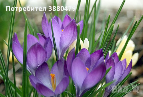 луковици на светло лилав  минзухар (пролетен и есен), снимка 1