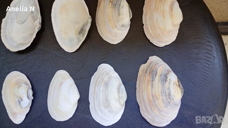 Черупки от миди за декорация, снимка 1