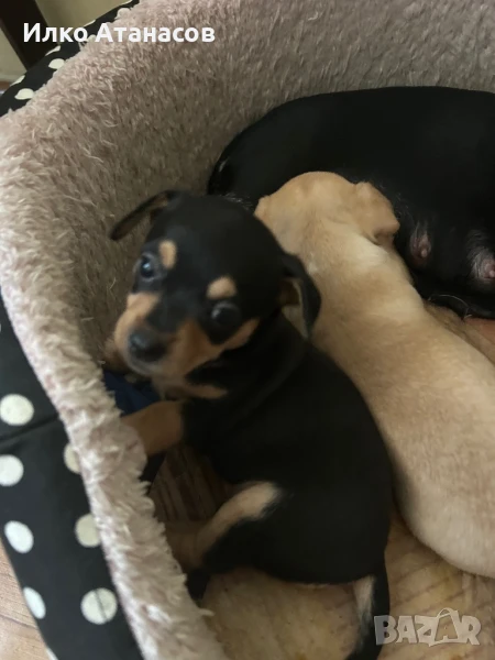 Пинчери ново родени на един месец, снимка 1