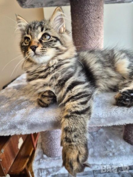 Сибирско котенце, класическо таби, 3 м, Бургас, сибирче, коте, снимка 1