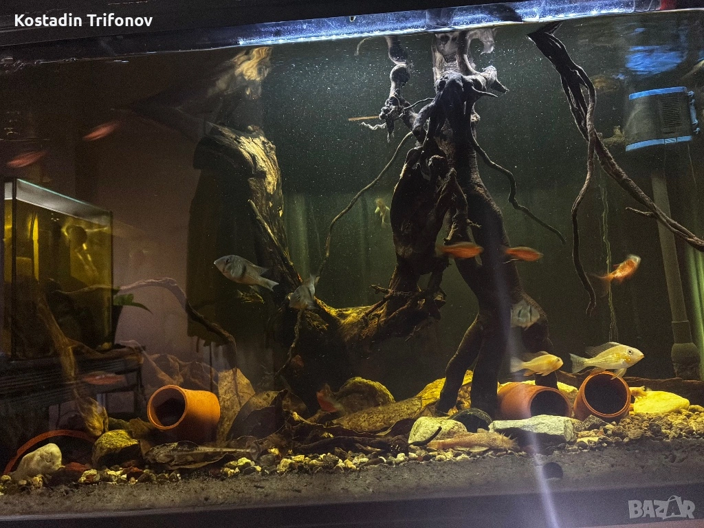 Подарявам рибки / аквариуми, снимка 1