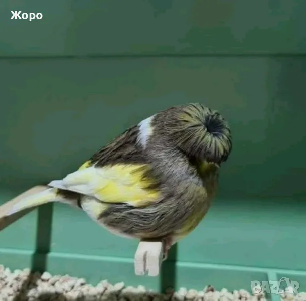 Продавам канари, снимка 1