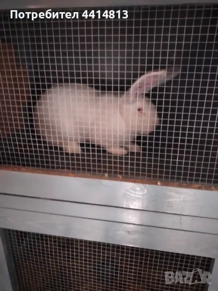 Зайци великани, снимка 1