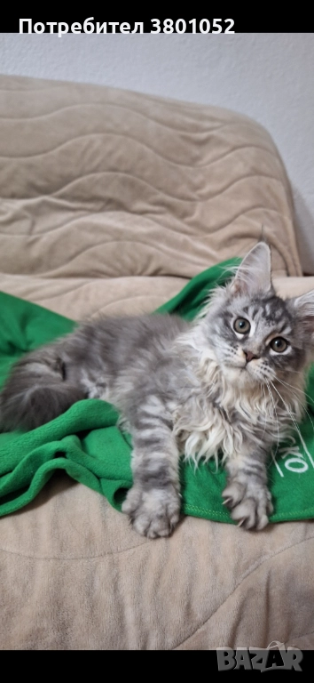Продавам котета , снимка 1