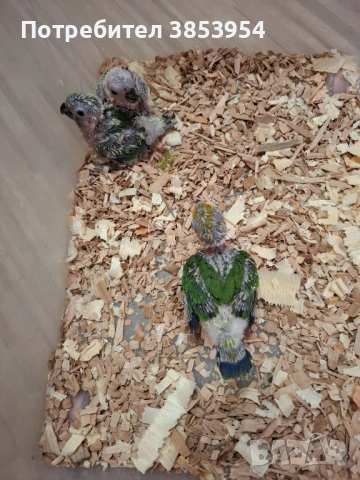 Аратинга - Яндая - бебета , снимка 8 - Папагали - 54079961