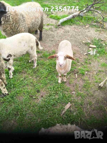 агнета, снимка 5 - Овце - 54127695