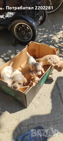 Кучета за трюфели