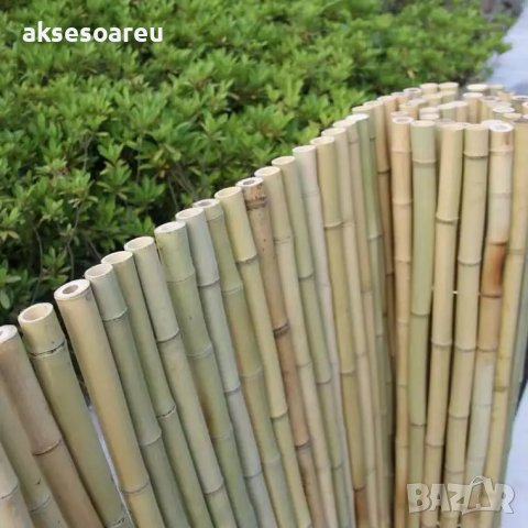 100 броя редки бамбукови семена зелен бамбук Moso-Bamboo мосо бамбо растение за декорация украса за , снимка 17 - Сортови семена и луковици - 37711335