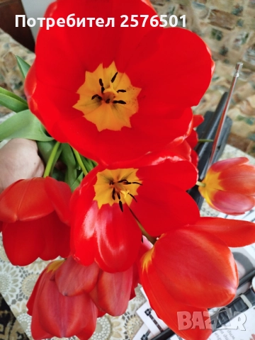 Продавам луковици от пролетни цветя - лалета, нарциси, зюмбюли....., снимка 6 - Градински цветя и растения - 52896351