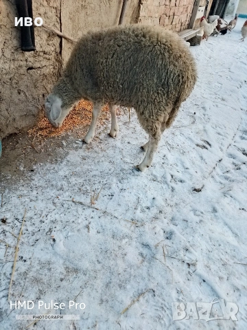 шиле , снимка 3 - Овце - 53147046
