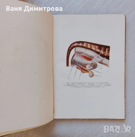 Акушерство на селскостопанските животни , снимка 7 - Специализирана литература - 51257240