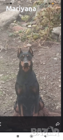 Продавам родословни добермани , снимка 16 - Доберман - 52585726