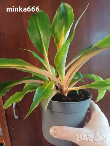 Оранжев хлорофитум, снимка 2 - Стайни растения - 53968275