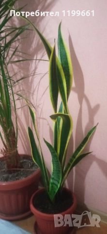 Сансевиера ( индийски меч), снимка 6 - Стайни растения - 52393677