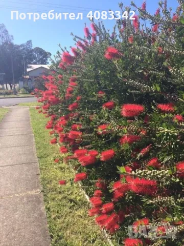 Калистемон червен, снимка 3 - Градински цветя и растения - 49787544