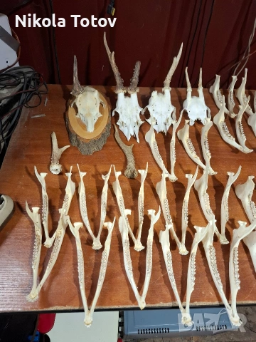 Продават се рога и челюсти , снимка 2 - Антикварни и старинни предмети - 54060194