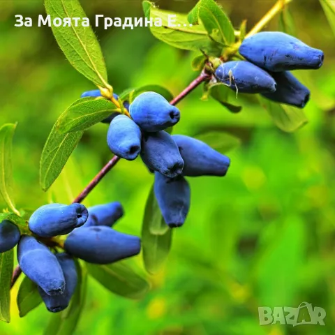 Лоницера Камчатка - Lonicera , снимка 2 - Градински цветя и растения - 49765585