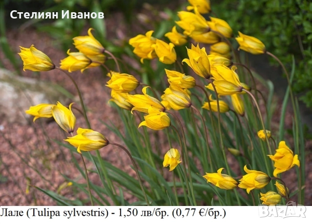 БОТАНИЧЕСКИ ЛАЛЕТА – ЛУКОВИЦИ, снимка 2 - Сортови семена и луковици - 52372825