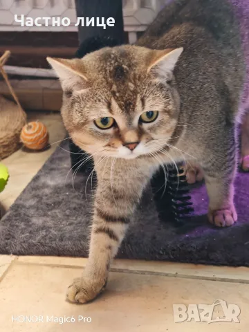 мъжки котарак шотлански, снимка 3 - Британска късокосместа - 56264453