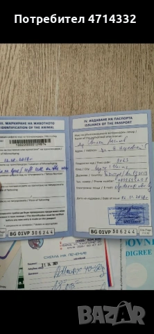 Продавам мъжки и женски кученца, снимка 8 - Дого аржентино - 53163193