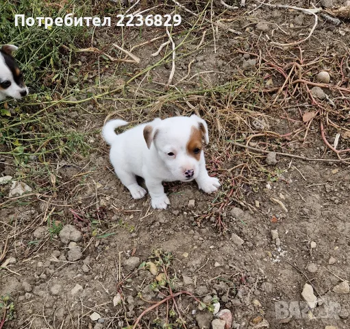 Джак-Ръсел Териер , снимка 6 - Джак ръсел териер - 56140727