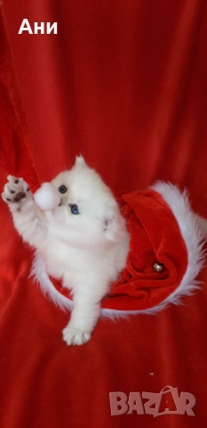 Най,Най Сладките Бебчета.Британски Белички със Сини Очички, снимка 2 - Британска късокосместа - 52529058
