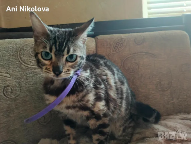 Бенгалска котка, снимка 8 - Бенгалски - 50322283