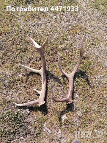 Рога от благороден елен 