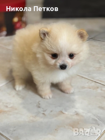Померан мини , снимка 5 - Померан - 52619336