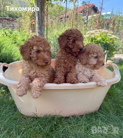 Пудел Той/ Poodle Toy, снимка 1