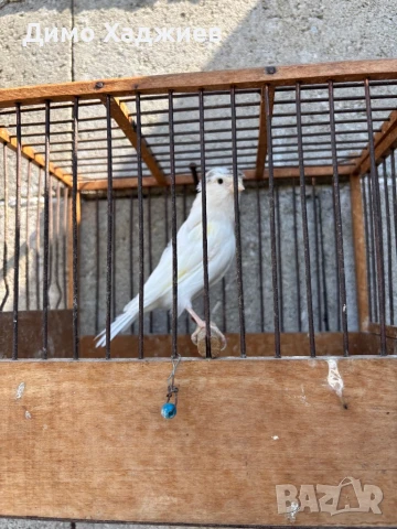 Продавам канари - канарчета 