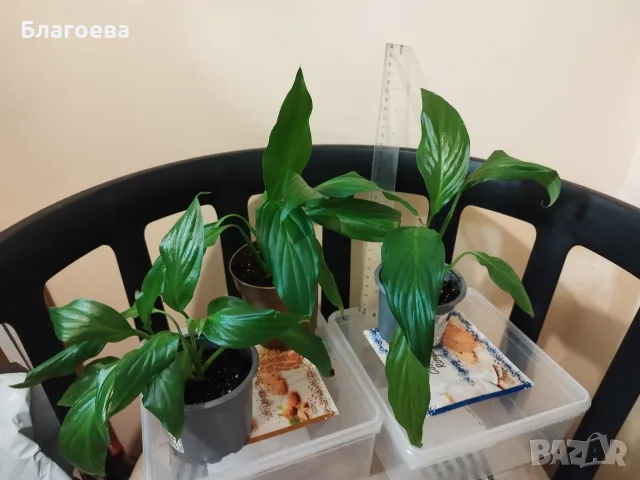 Спатифилум/Лилия на мира 1.50 €