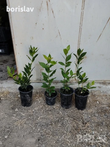 Промоция на дафинов лист - лаврово дърво, снимка 2 - Стайни растения - 14936605