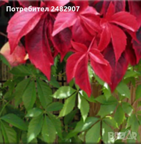 Декоративна (дива) лоза - корен, снимка 6 - Градински цветя и растения - 50603521