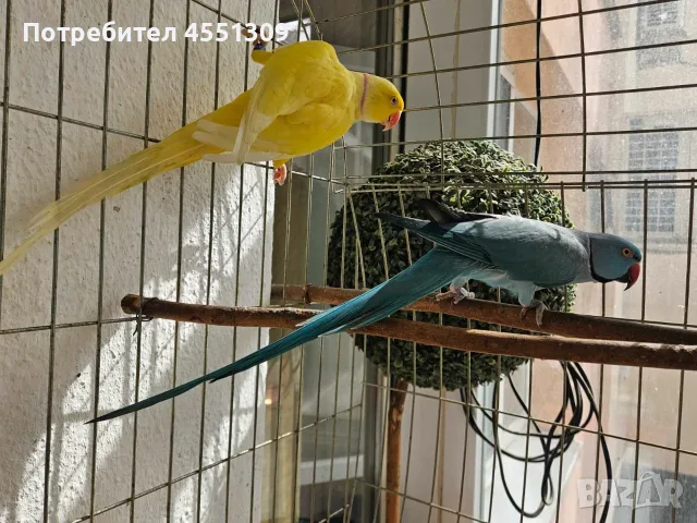 Малък Александър 3 чифт може и бартер, снимка 5 - Папагали - 55592400