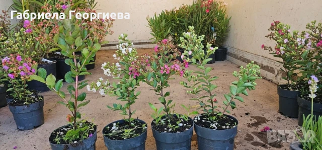 Индийски люляк , снимка 3 - Градински цветя и растения - 50886970