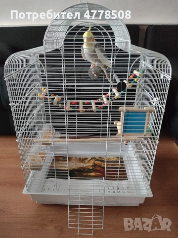 Продавам папагал Корела с клечката., снимка 5 - За птици - 53987304