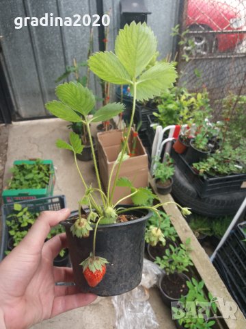 Разсад  ЯГОДА - Целогодишна и каскадна , снимка 7 - Градински цветя и растения - 27209005